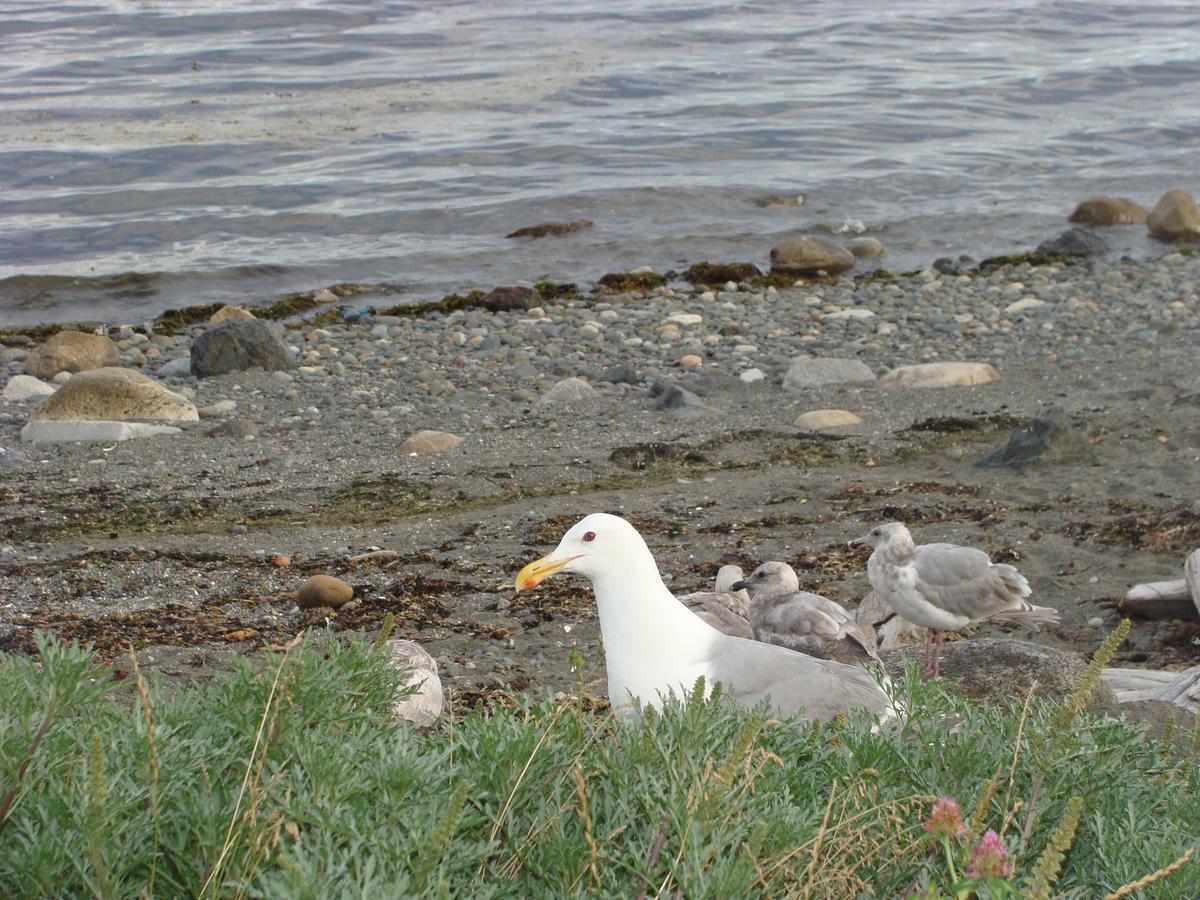 Estuary House Reflexology B&B Courtenay Dış mekan fotoğraf