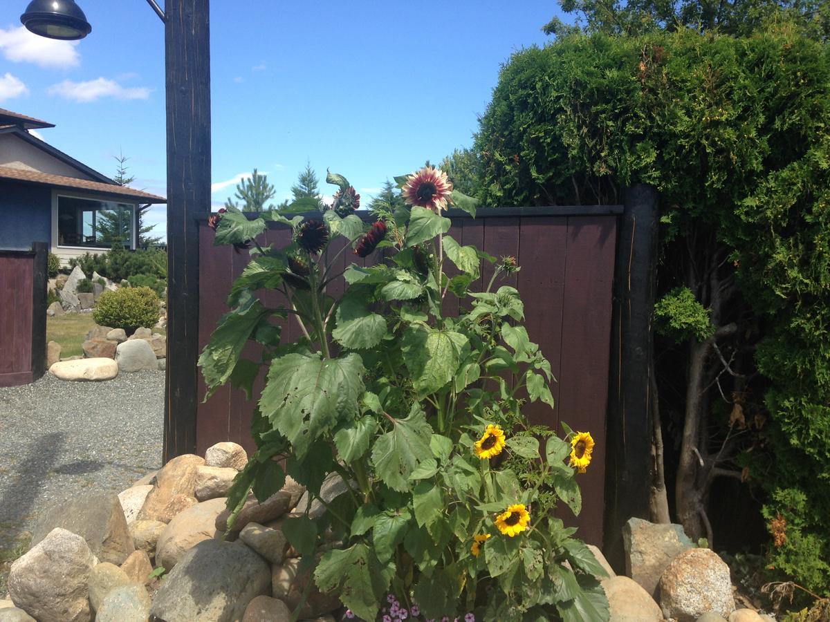 Estuary House Reflexology B&B Courtenay Dış mekan fotoğraf